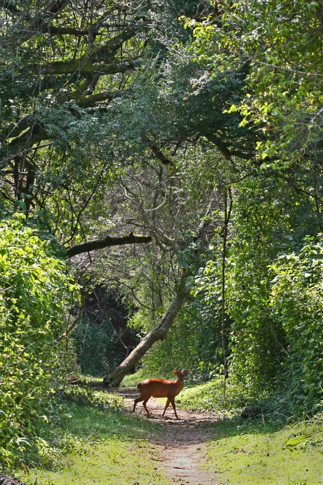 bushbok ???