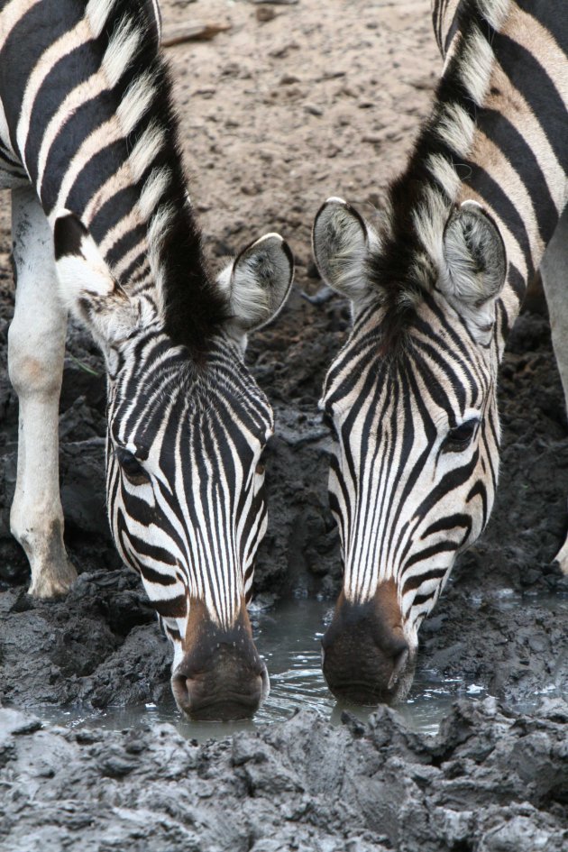 zebra-symmetrie