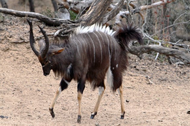 Nyala in gevechtshouding