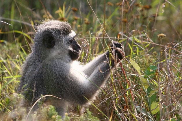 vervet monkey