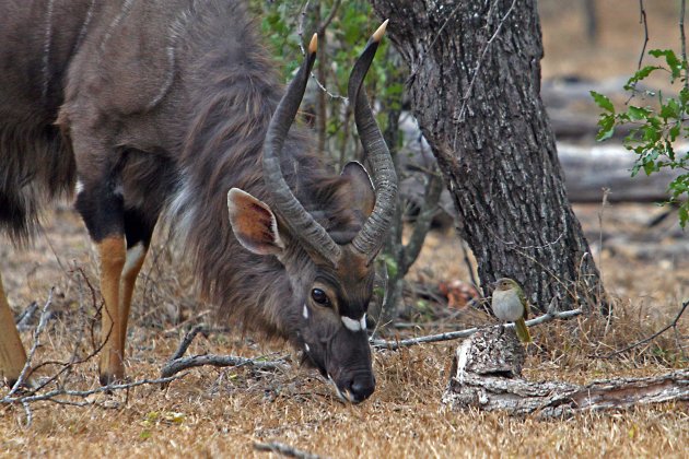 Nyala in gezelschap