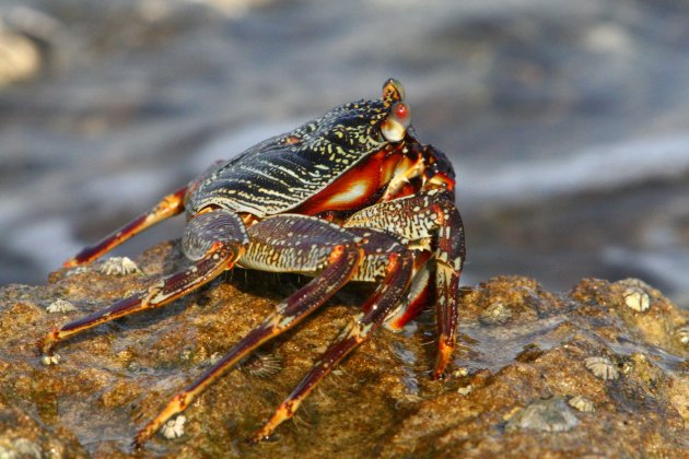 krab ik heb je