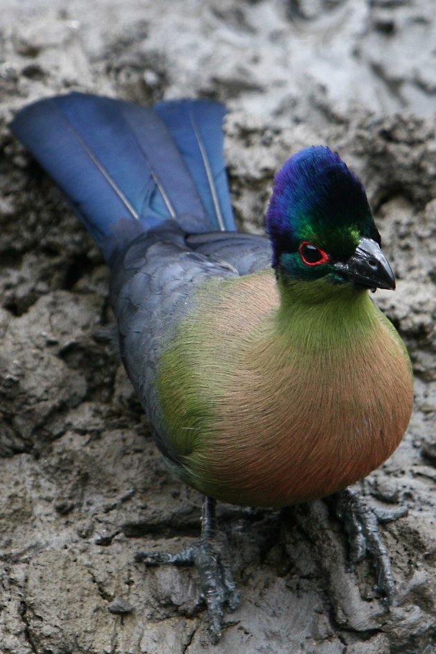 purple-crested lourie