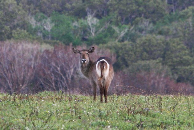 waterbuck