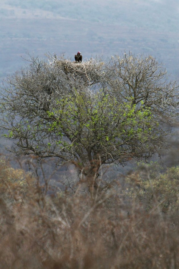 white-headed vulture