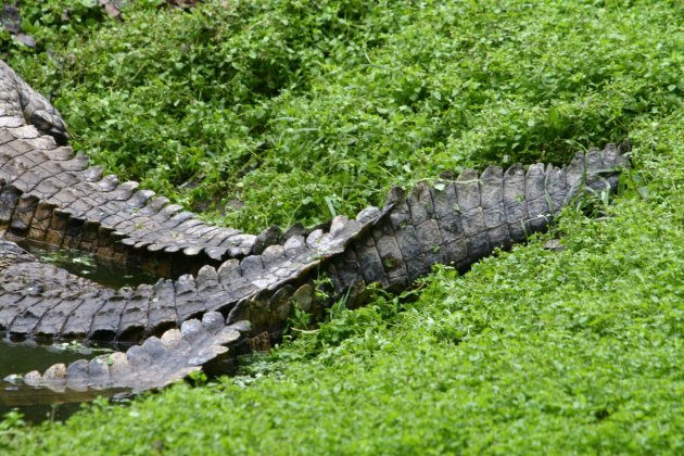 krokodillenstaarten