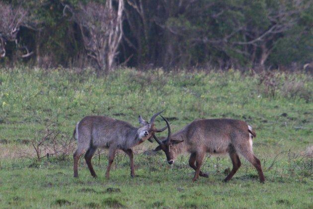 vechtende waterbucks