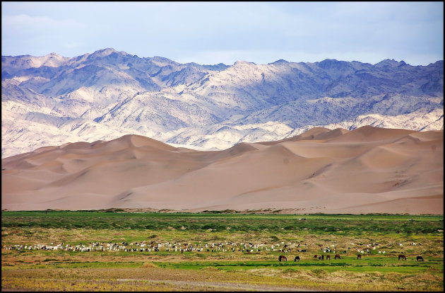 Gobi Summertime