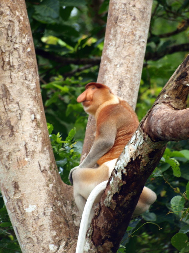 Neusaap op Borneo