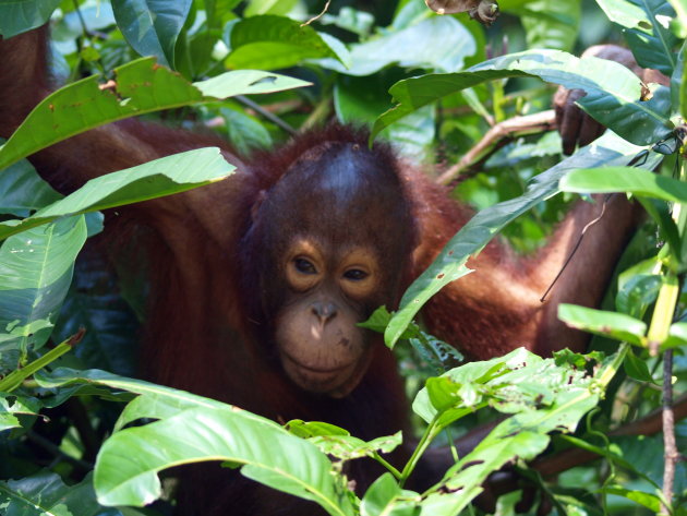 Orang oetang op Borneo