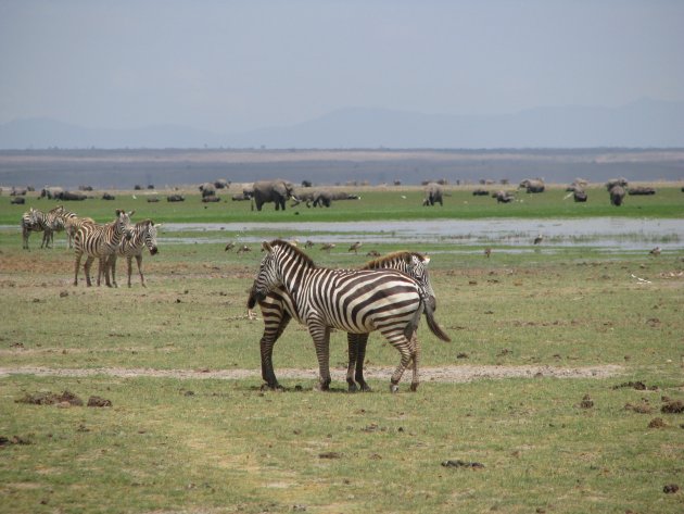 Zebra's en heel veel olifanten