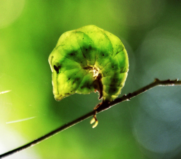 groen in boom