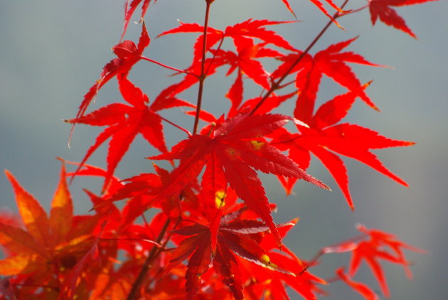 Herfstpracht in Naejangsan National Park