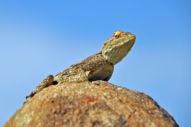 Agama in kokerbomenwoud bij Keetmanshoop