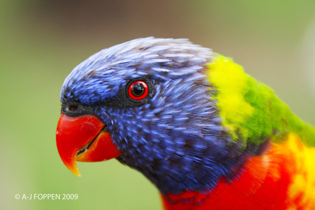 rainbow lorikeet