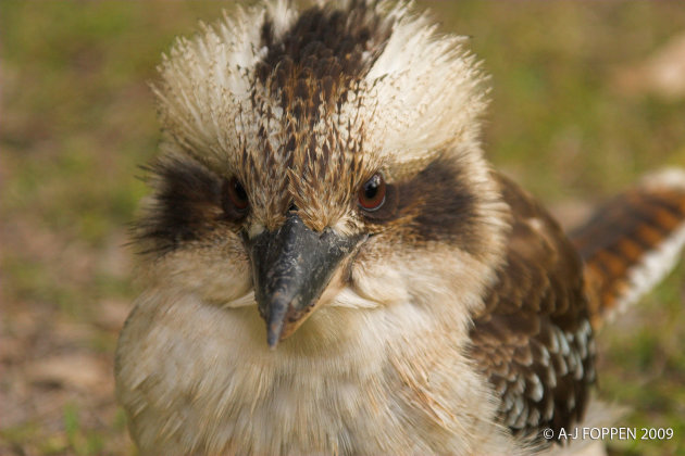 kookaburra