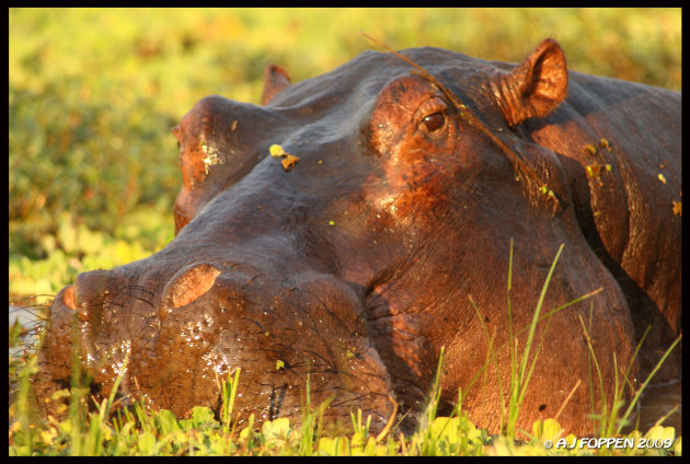 happy hippo