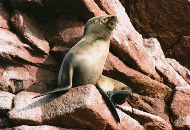 Ballestas Eilanden