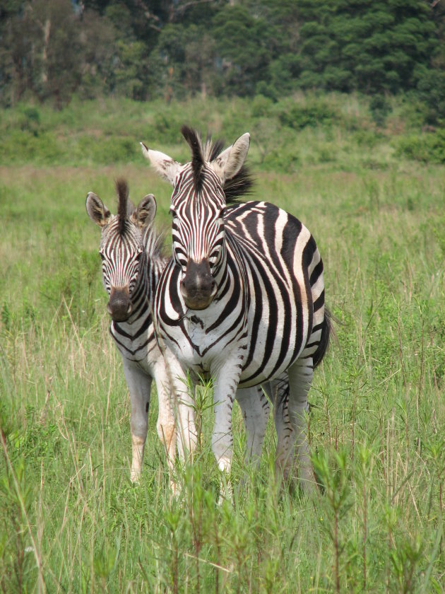 Nieuwsgierige zebra's 