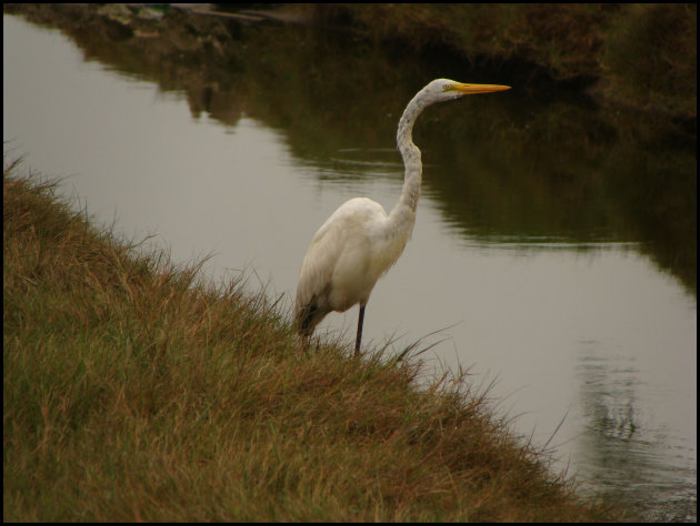 ZILVERREIGER