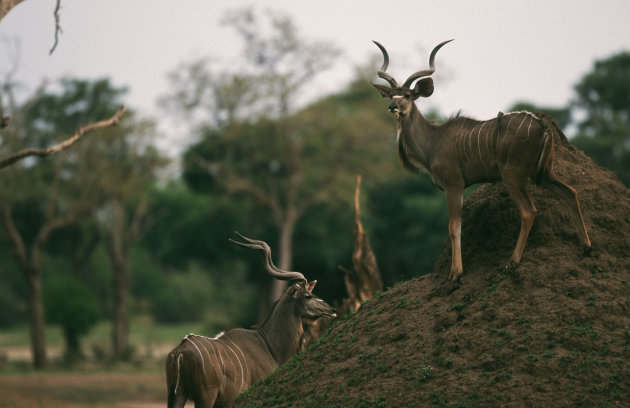 Kudu's