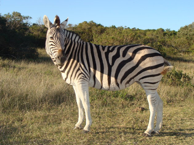 Zebra