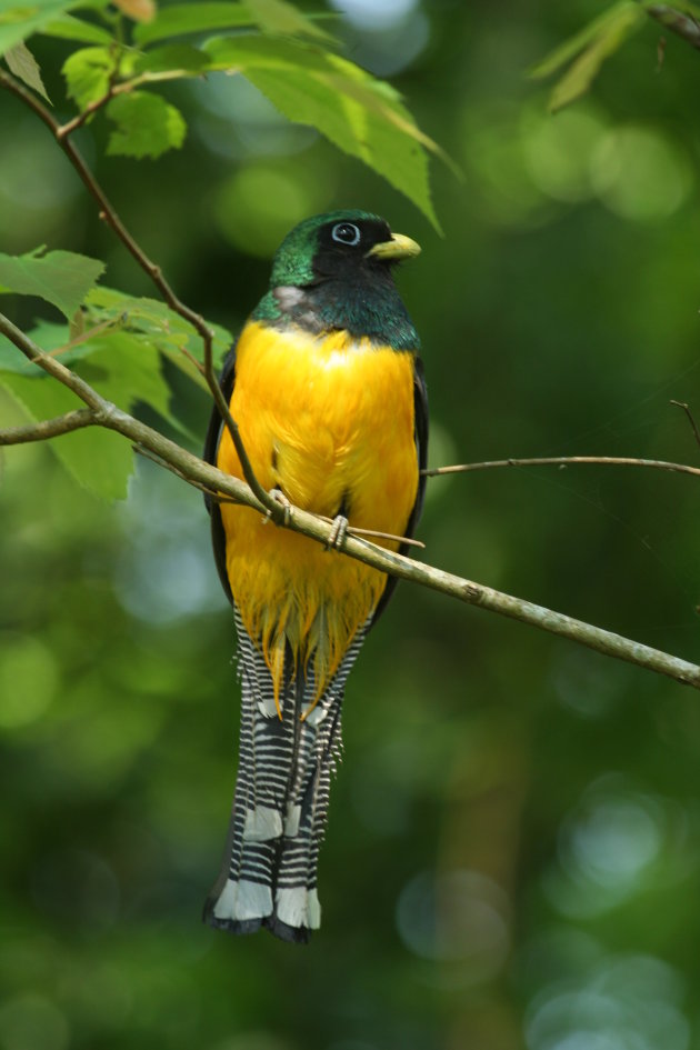 Zwartkeeltrogon