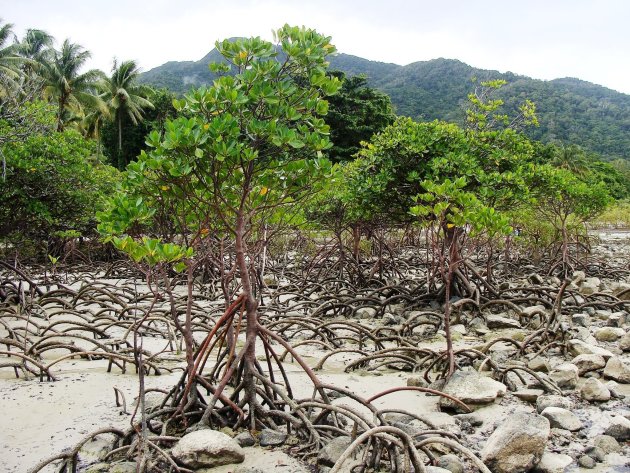 Mangrove