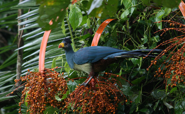 Great Blue Turaco