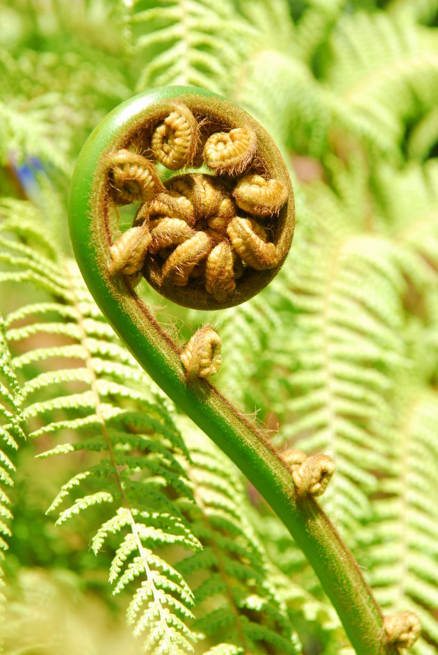 Groene Koru