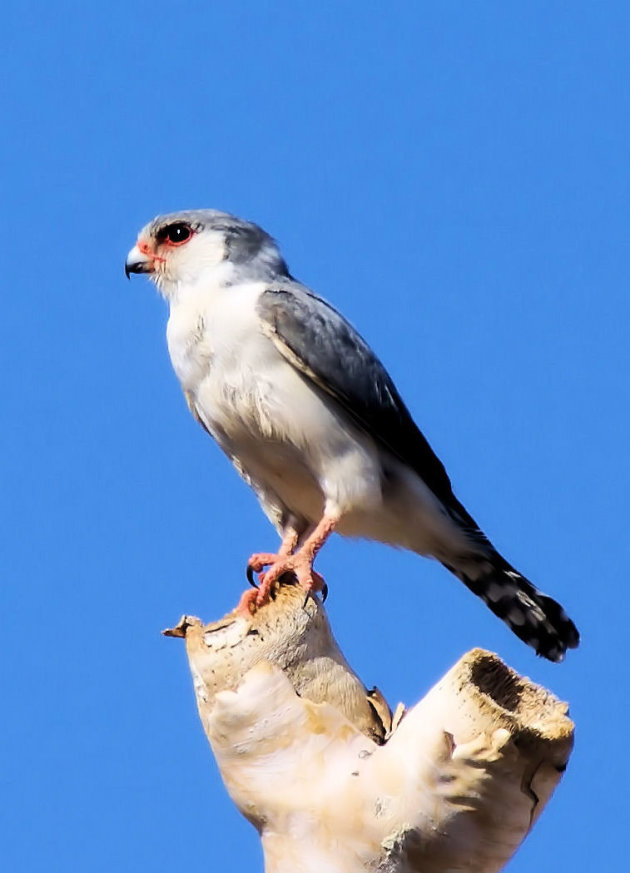 Pygmy Falcon