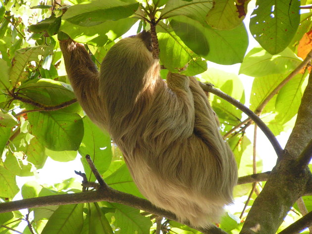 luiaard in Manuel Antonio NP