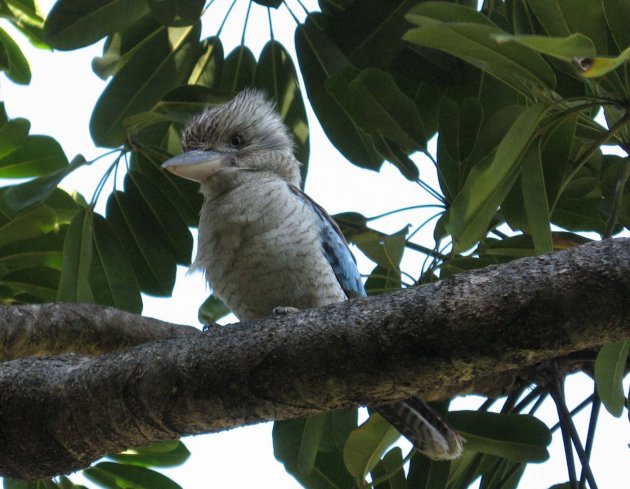 Blue winged kookaburra