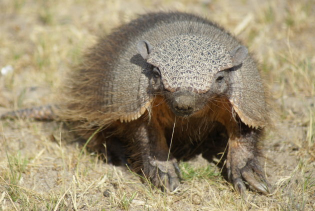 Armadillo (Gordeldier)