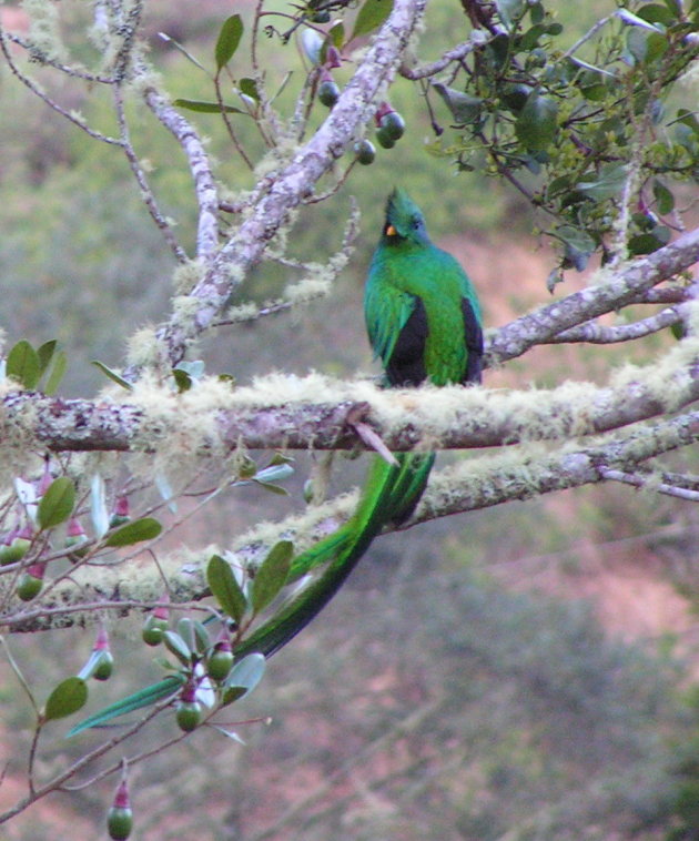 Quetzal (man)