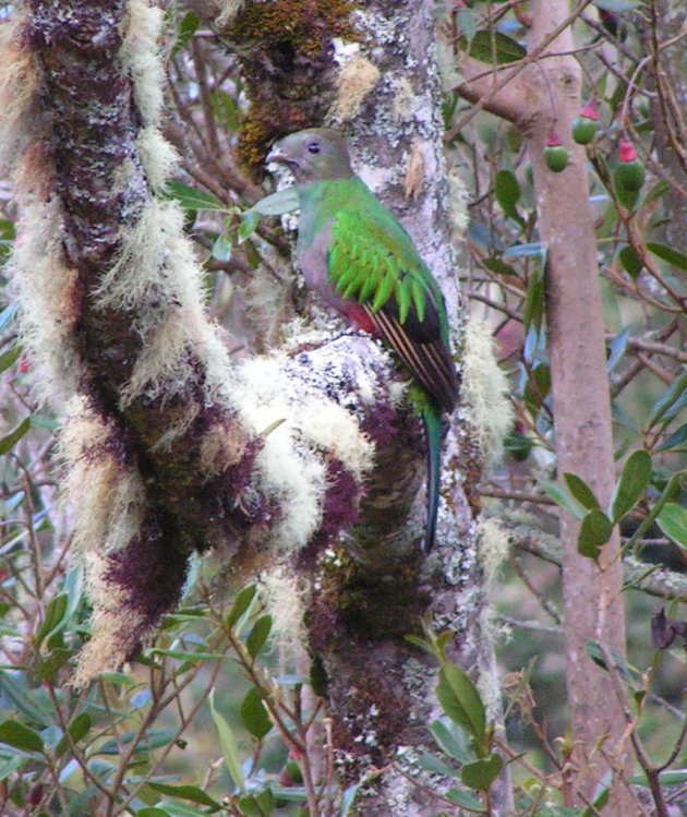 quetzal (vr.)