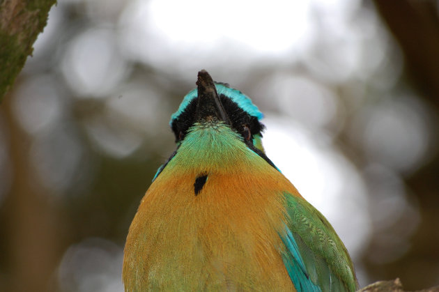 Motmot bird