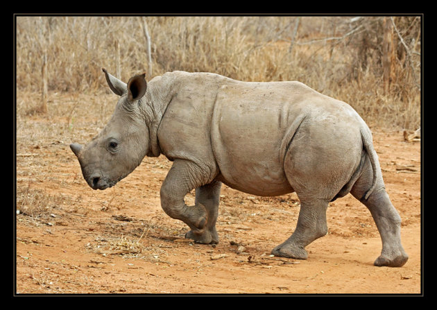 Little Rhino