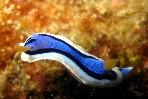 Giftige Nudibranch