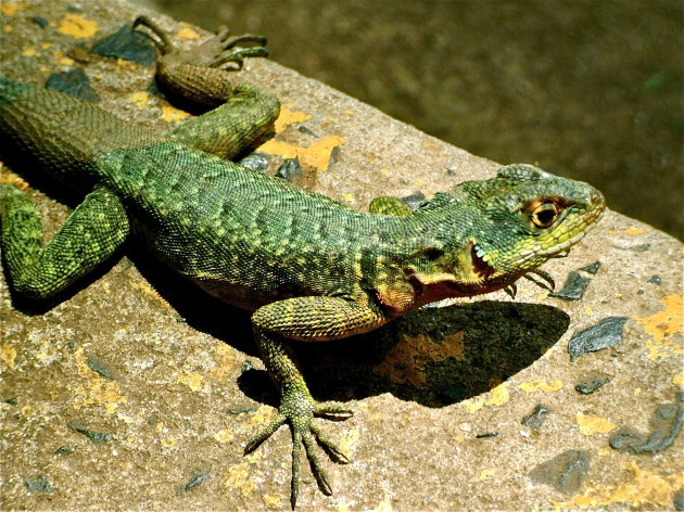 Green lizard