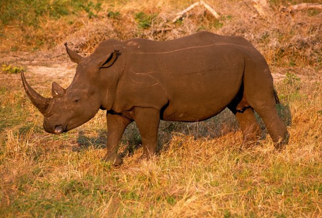 black rhino...