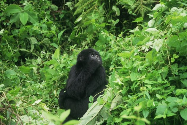 Baby Gorilla