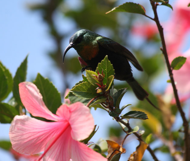 Sunbird