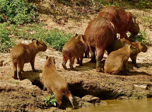 Caipibara familie