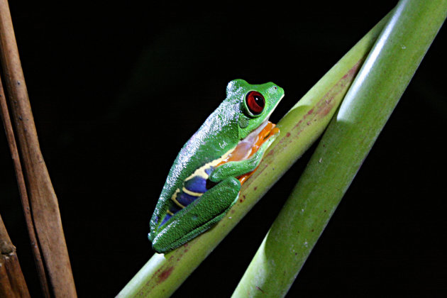 Gaudy Leaf Frog