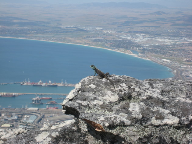 Uitzicht over Kaapstad