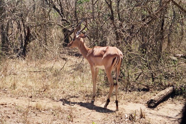 Impala