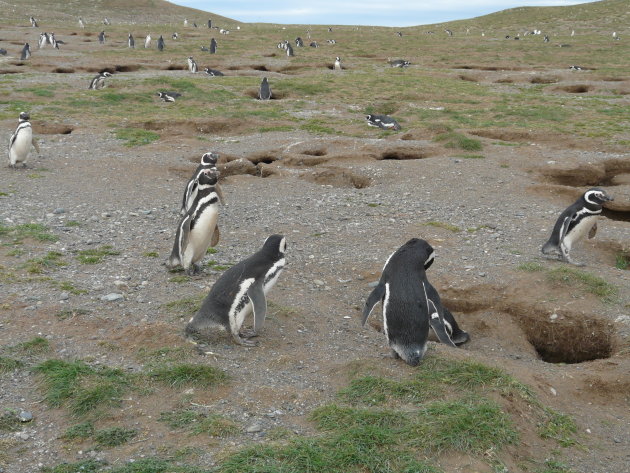 Isla Magdalena