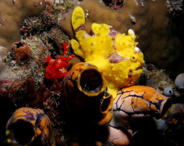 Frogfish x2