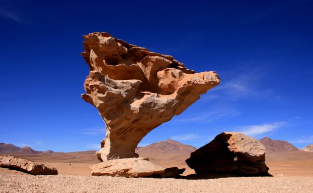 Stenen boom, arbol de piedra